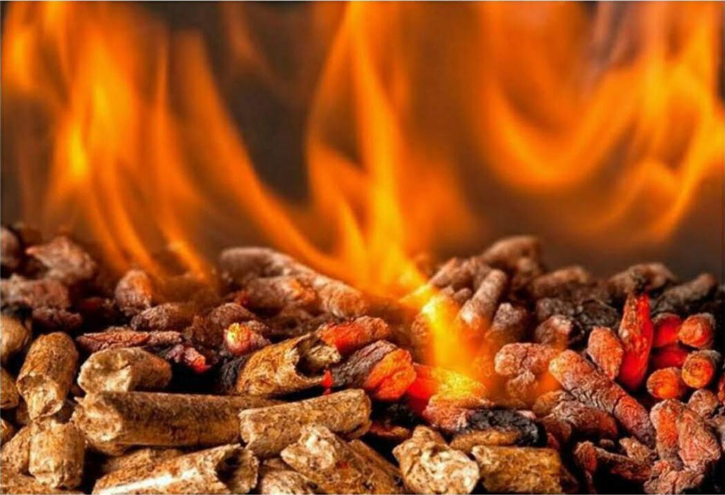 JAVIER CORIS. NETEJA XEMENEIES GIRONA